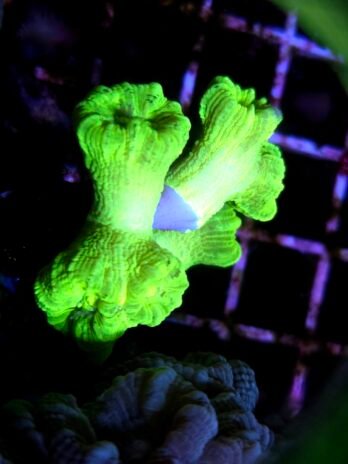 Kryptonite Candy Cane