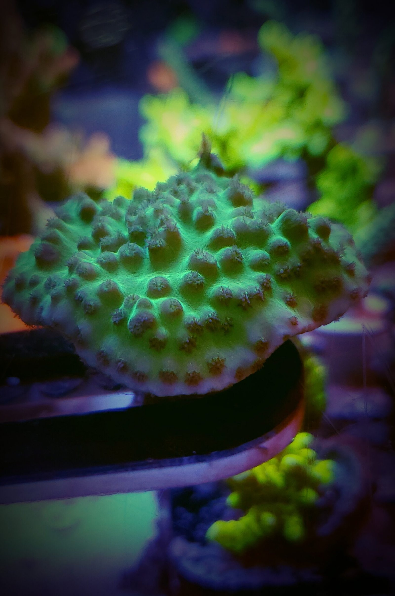 Green Scroll Coral