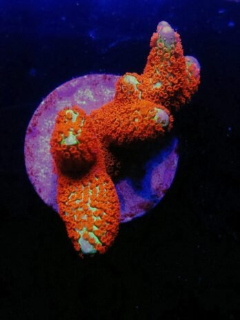 Forest Fire Digitata