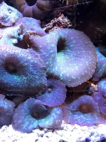 white spotted green mushroom