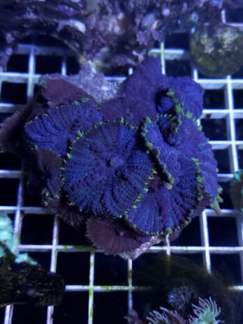Purple w/ green rim Rhodactis