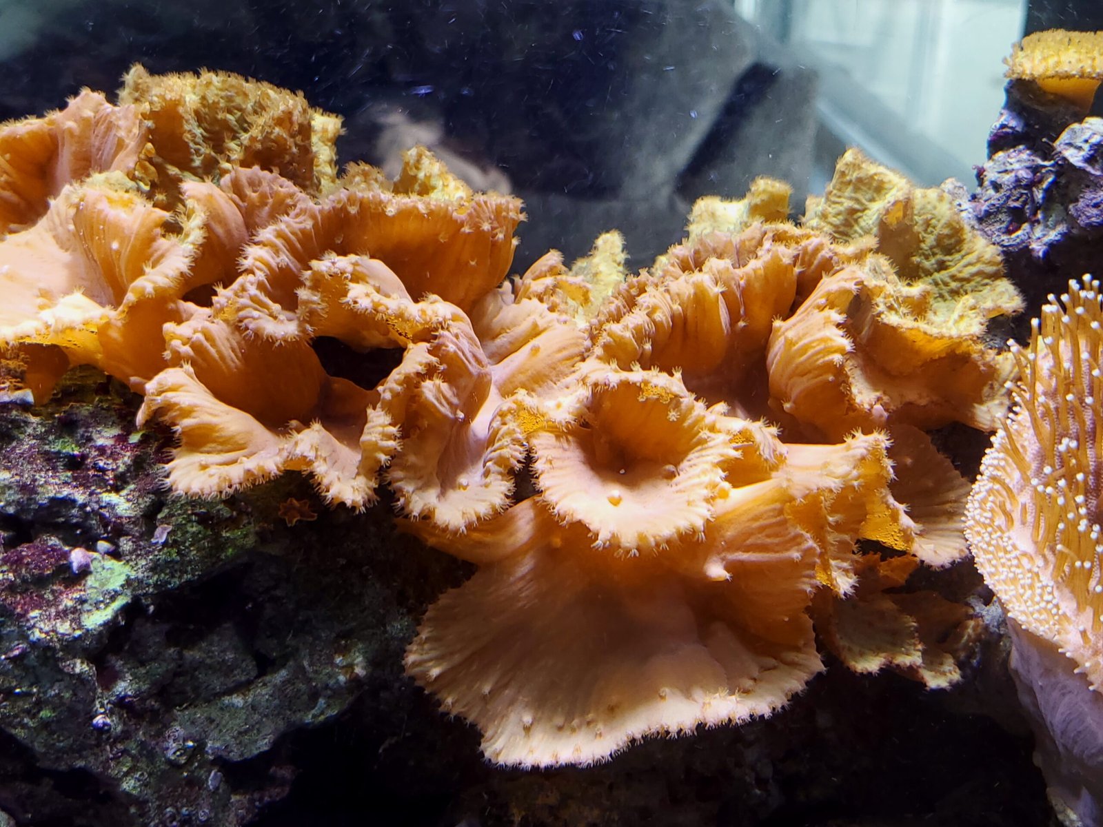 Pink Cabbage Leather coral