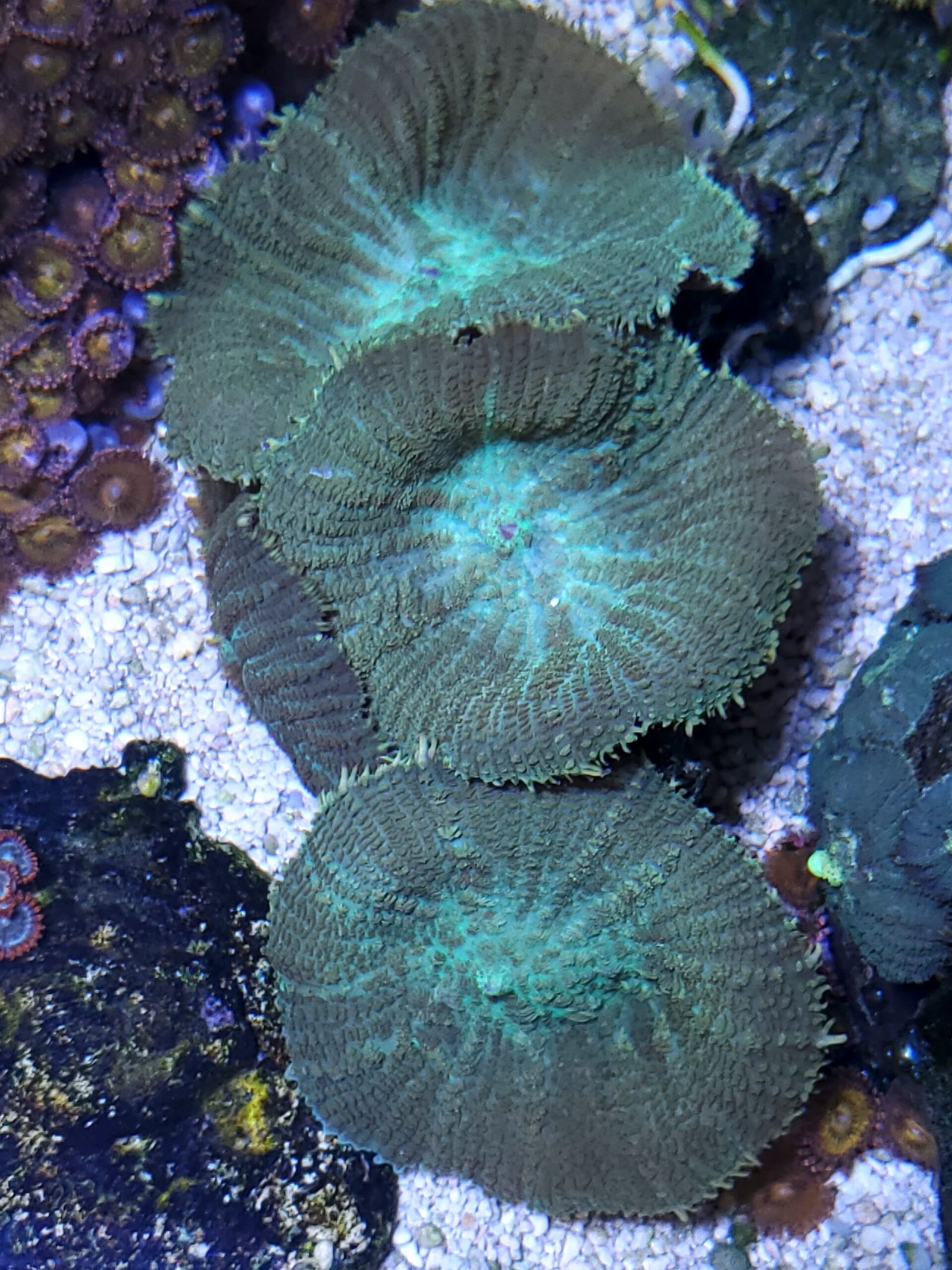 Rhodactis mushroom coral