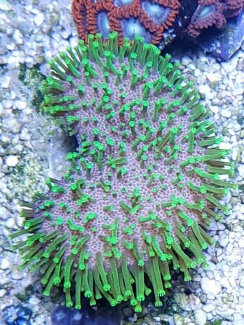 Neon Green Polyp Toadstool