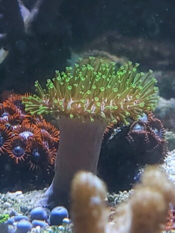 Neon Green Polyp Toadstool