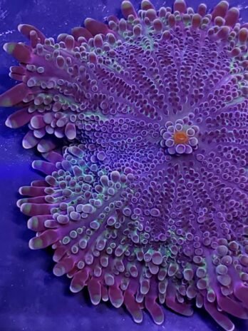 Purple and Green yuma