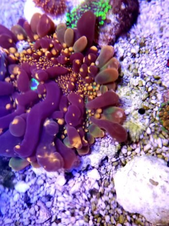 Limited Qty -Godzilla Yuma