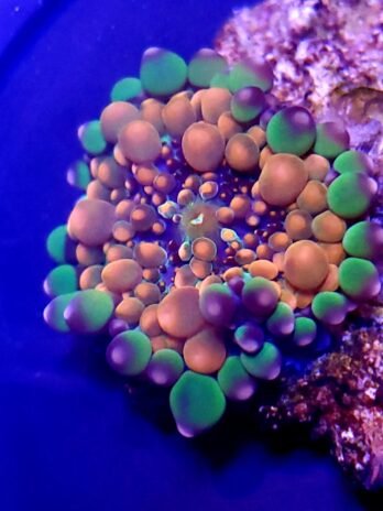 Limited Qty -Godzilla Yuma