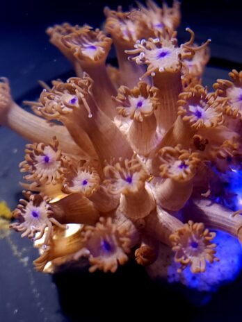 Red Branching Goniopora