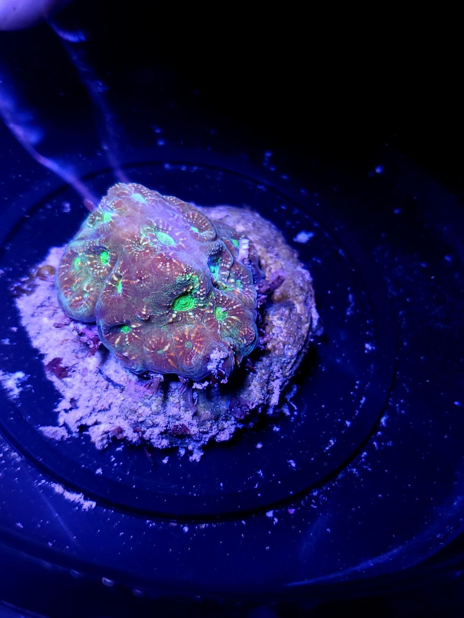 Radioactive Ice Goniastrea