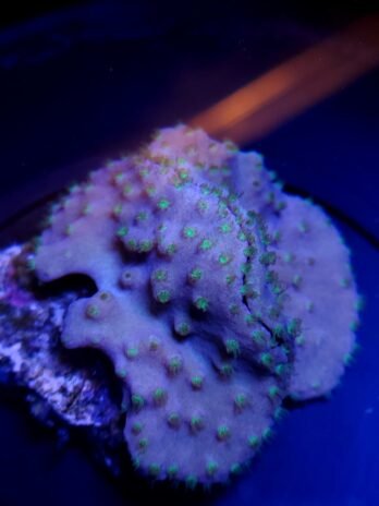 Green Polyp Cabbage Leather