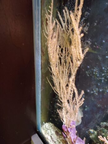 Thin branched Gorgonian