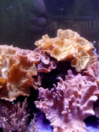 8 Frag Soft coral Pack