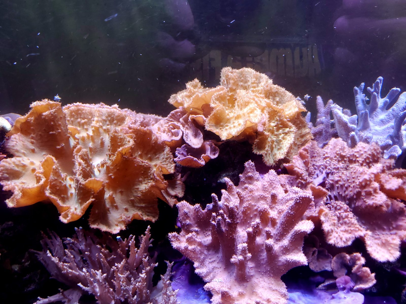 Leather soft coral tank