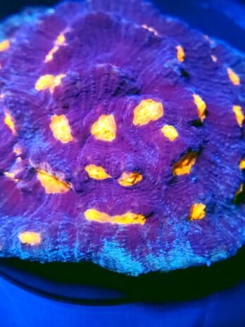 Key Lime Mango Chalice