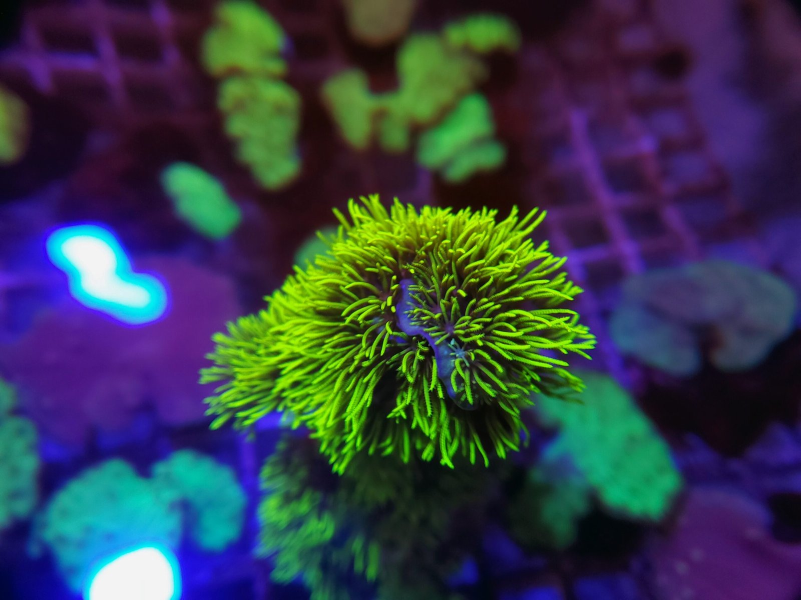 Green Star Polyp