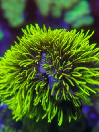 Loose (unattached) Green Star Polyp