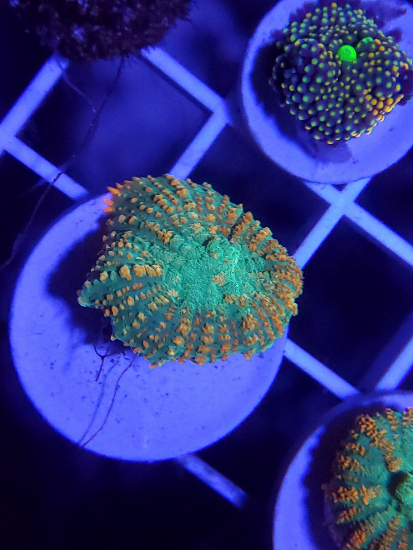 Tequilla Sunrise Mushroom coral