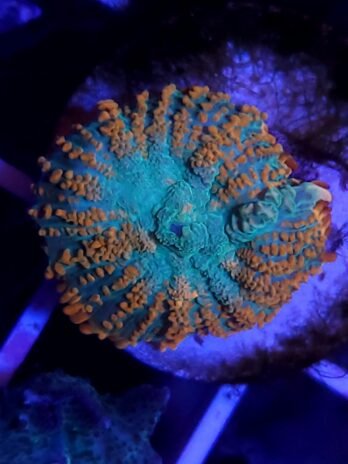 Tequilla Sunrise Mushroom