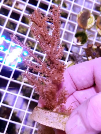 Thin branched Gorgonian