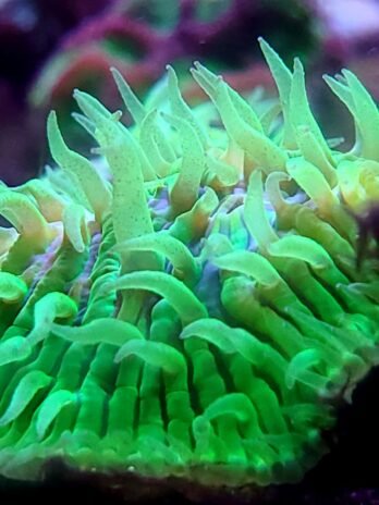 Green Lithophython “Chalice”