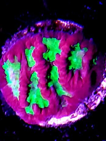 Devils Brew Platygyra