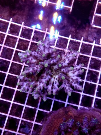 Raspberry Lemonade Acro