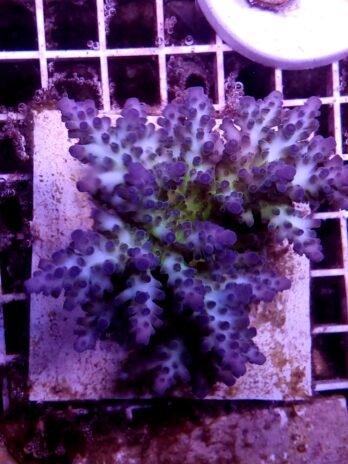 Blueberry Diesel Acropora