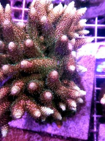 Tricolor Acropora Millepora