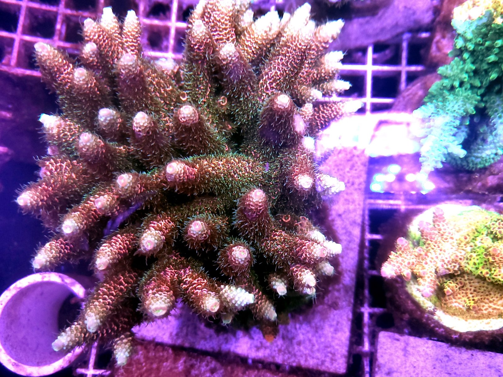 Tricolor Acropora Millepora
