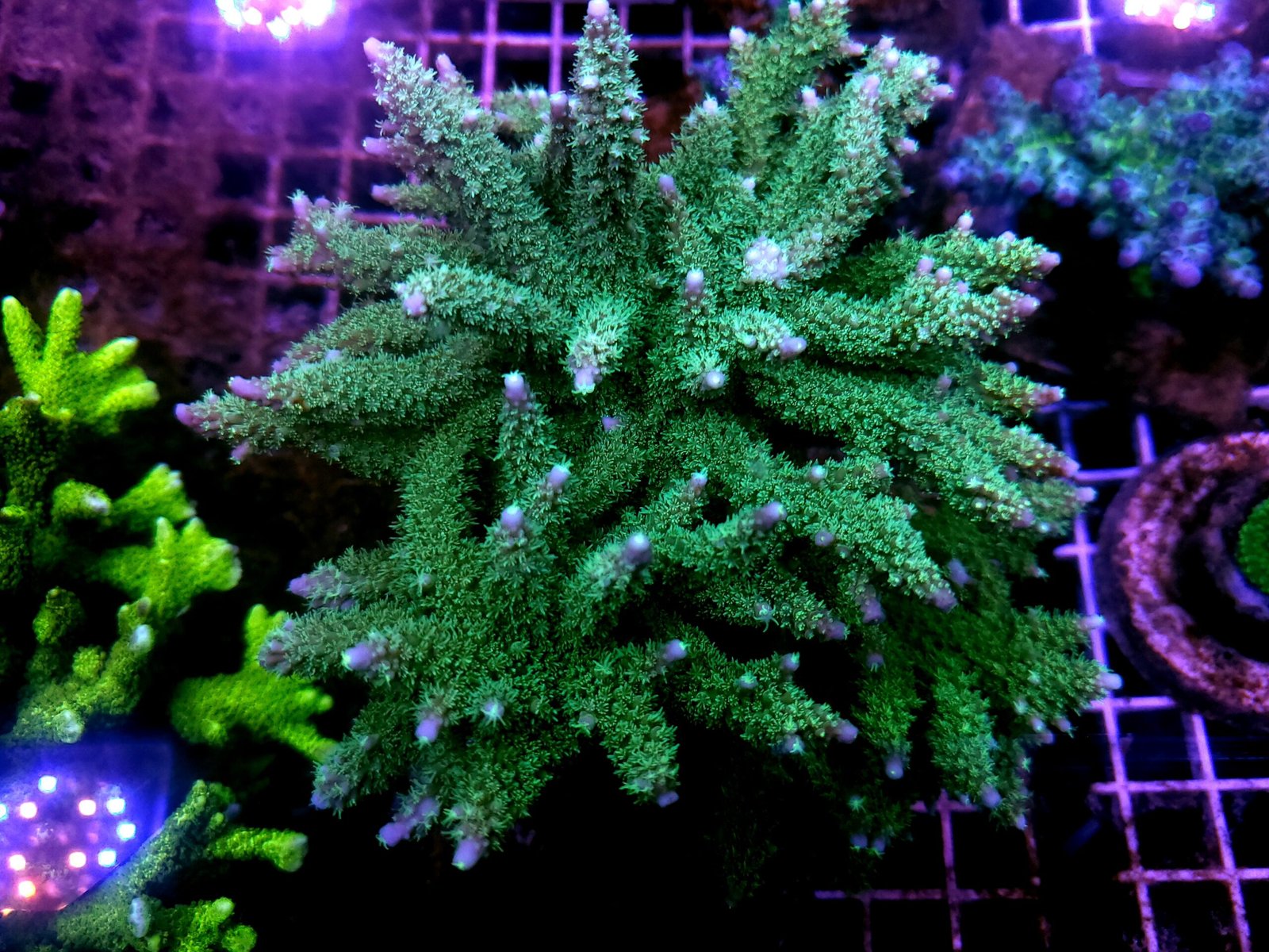 acropora frag shit stick 2.0