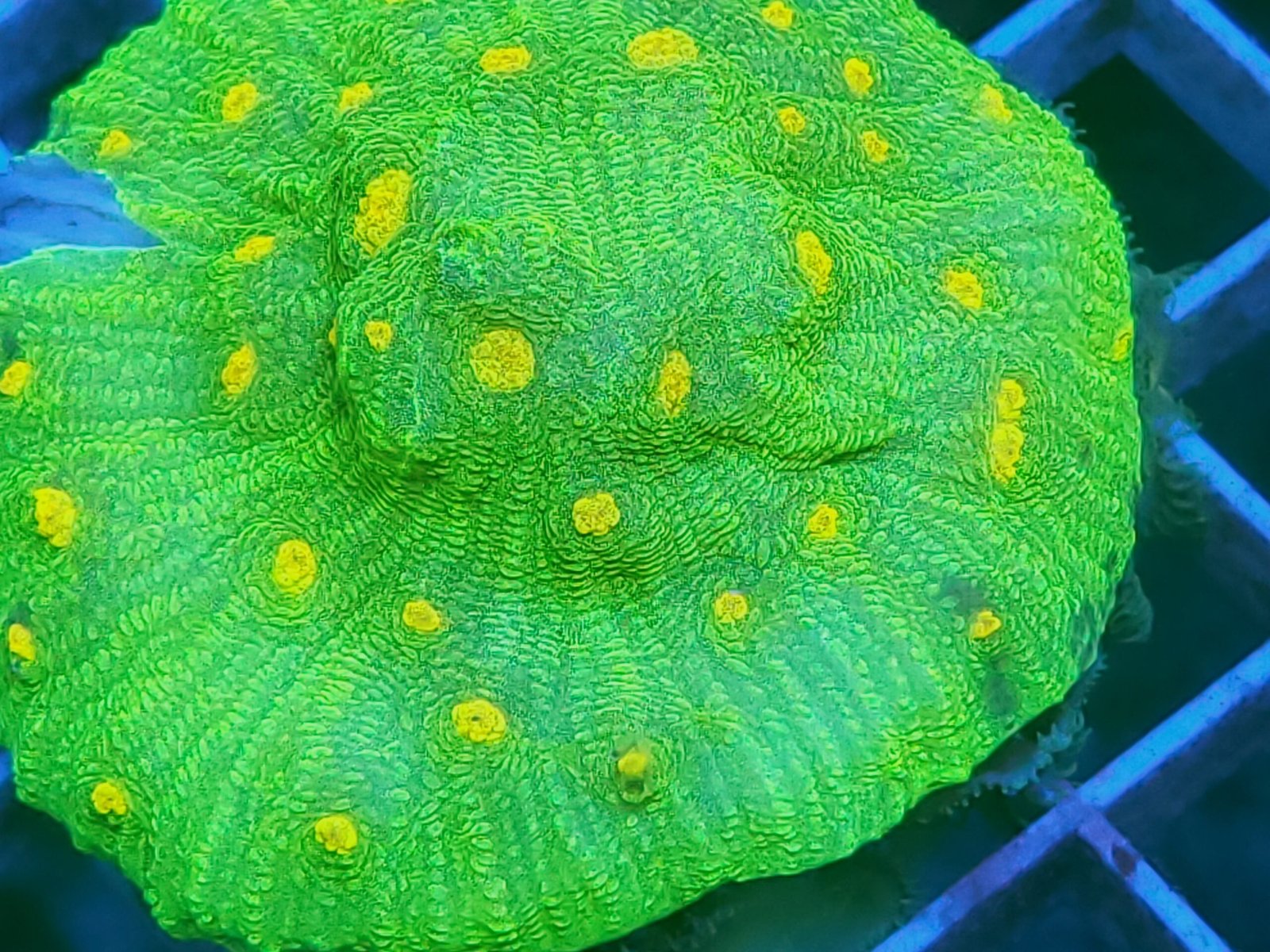 Space Invader Chalice Coral