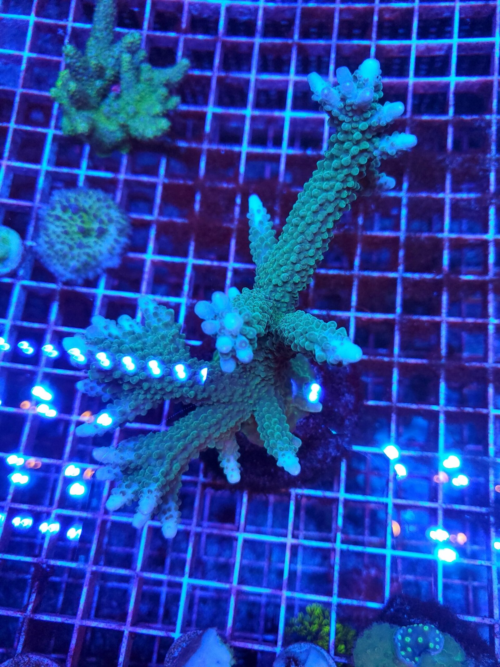 Staghorn Acropora