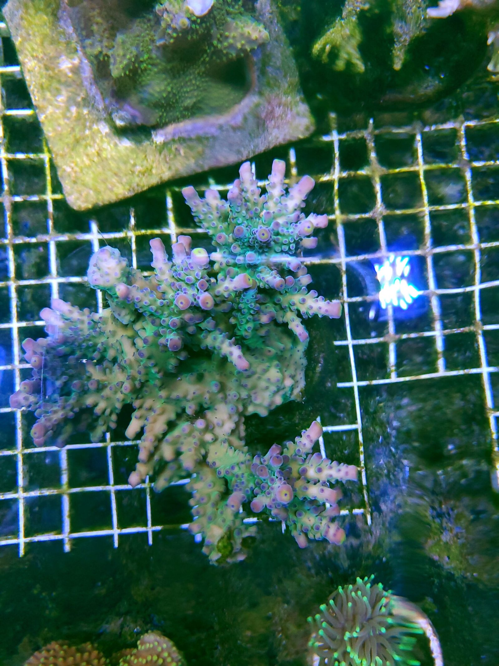 Poletti yellow tip Acro