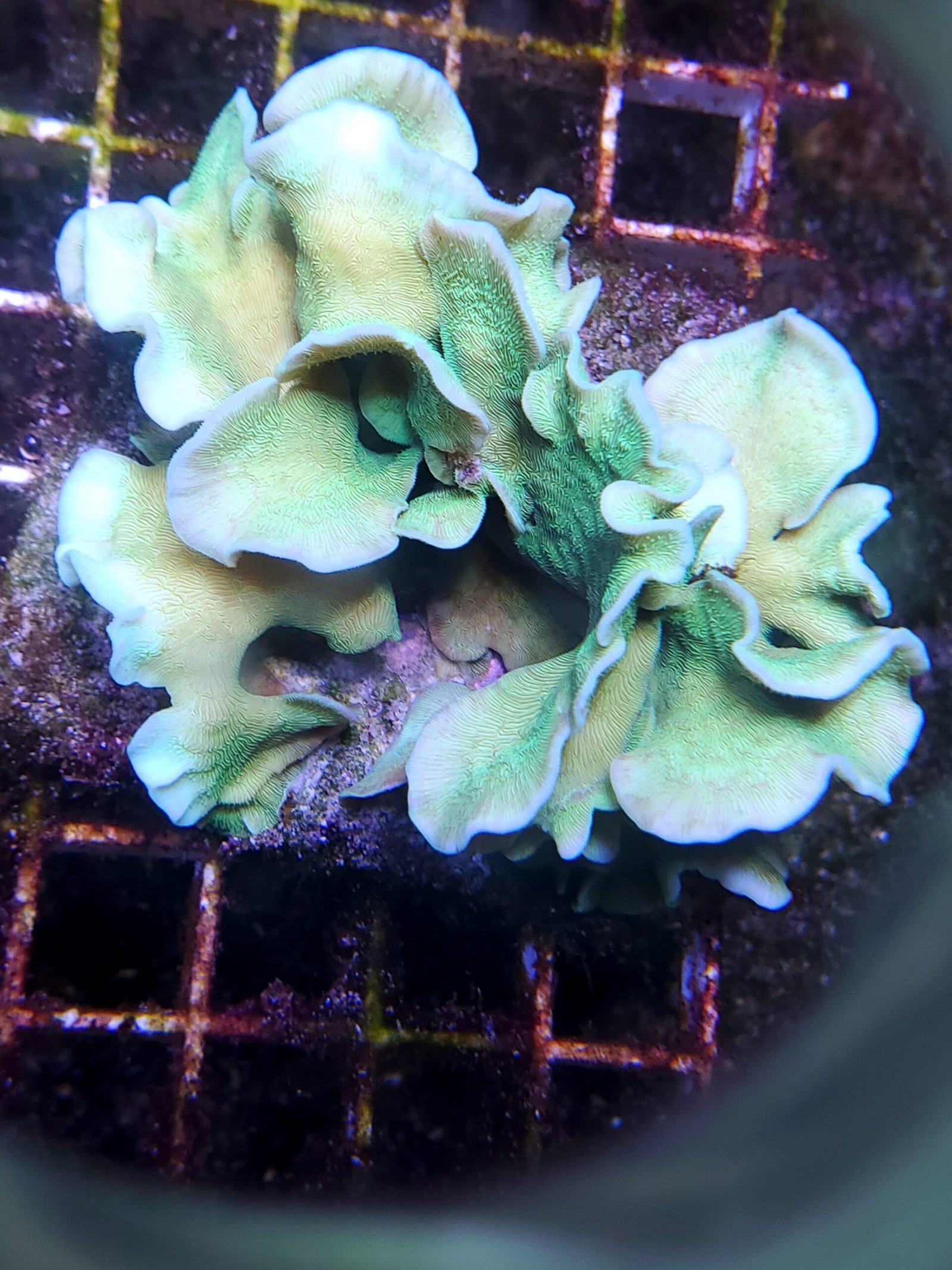 Lime green Pavona cactus coral