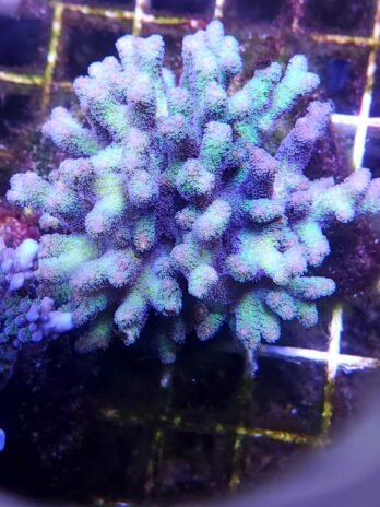 Birds of Paradise Bird’s Nest