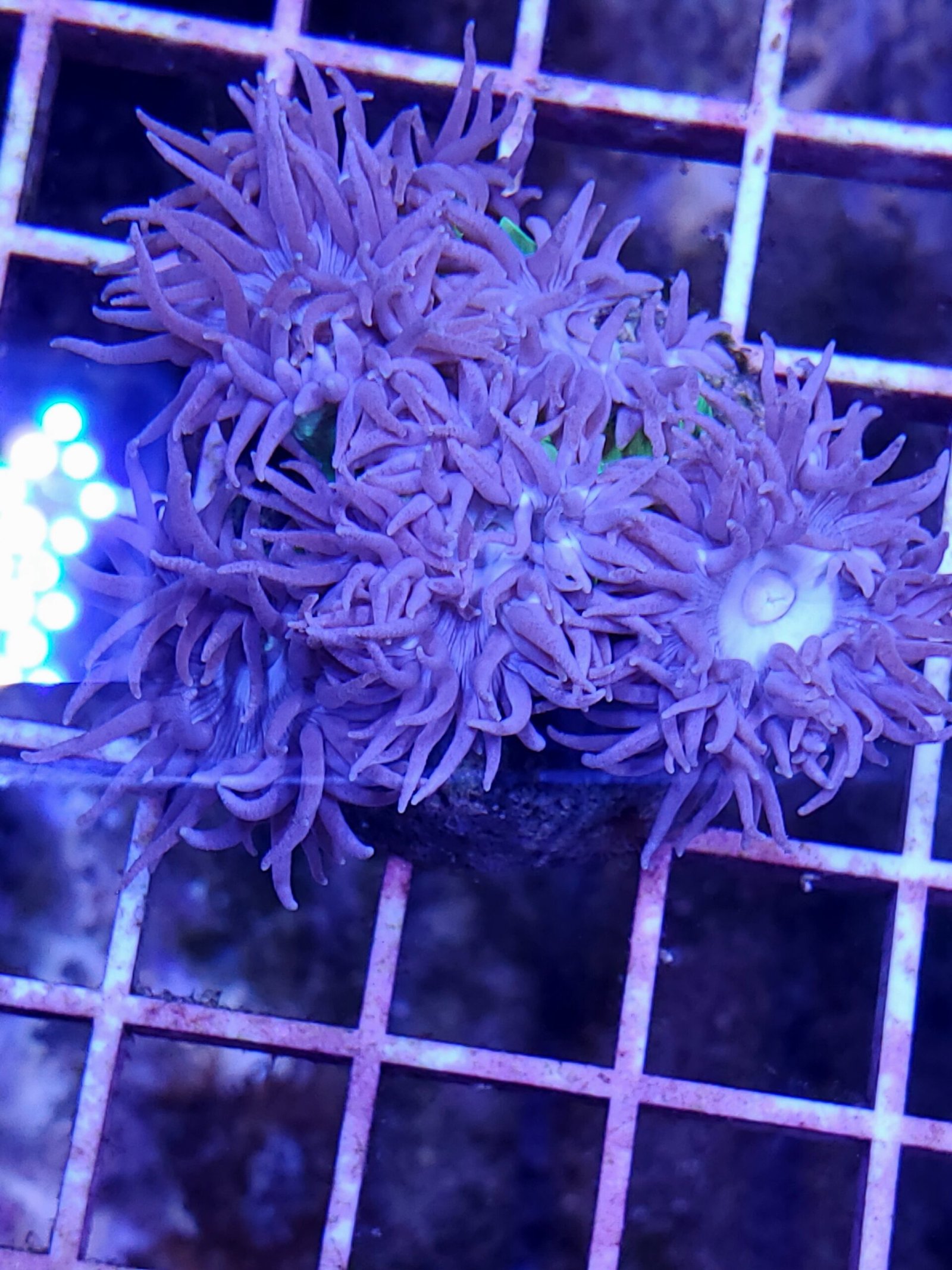 Purple Duncan Coral