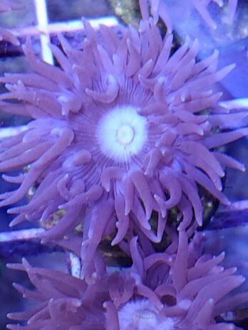 Purple Center, Purple Lash Duncan