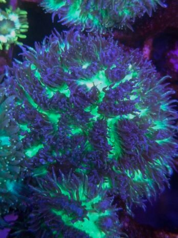 LimeLight Hydnophora