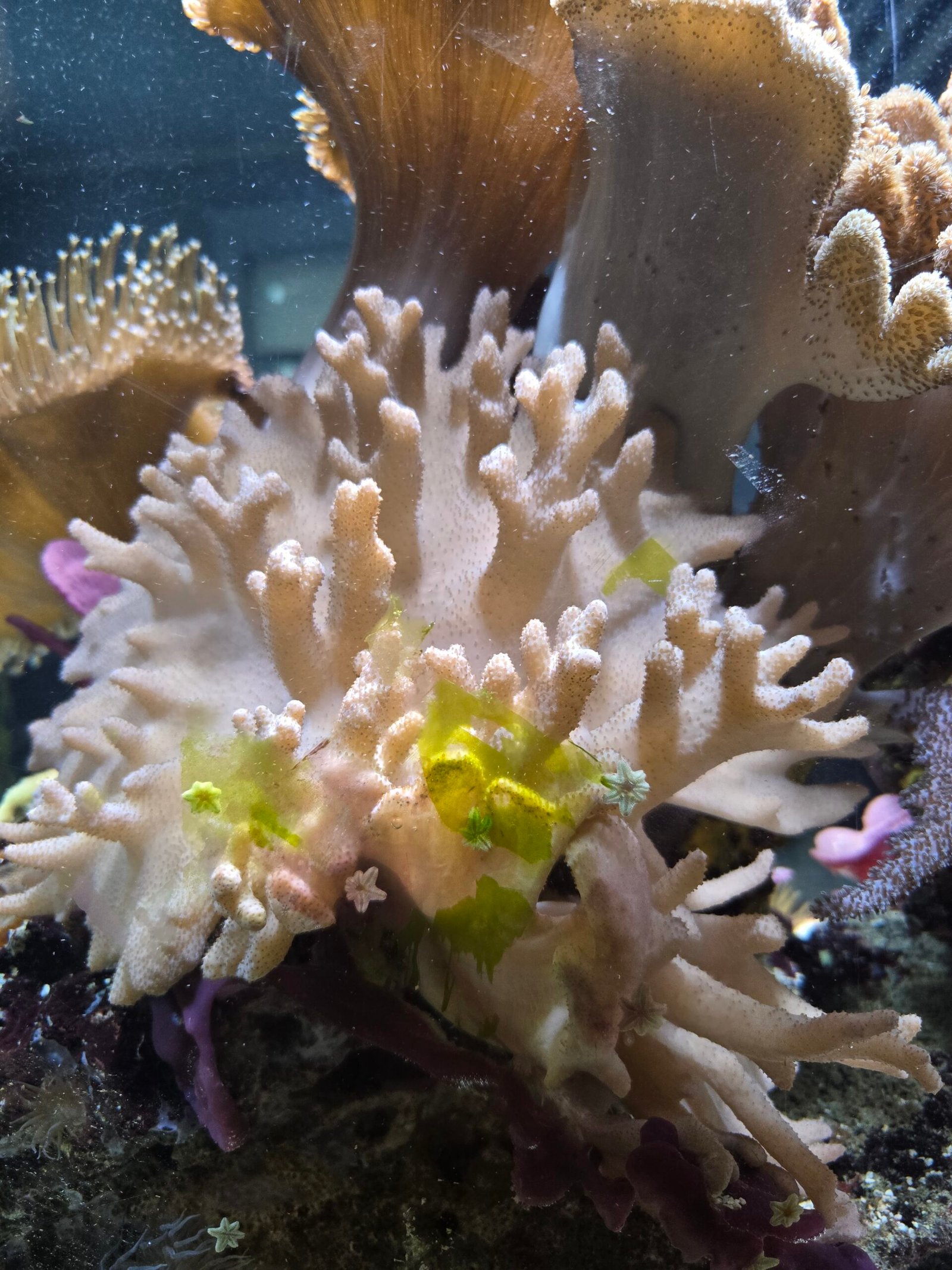 Sinularia Polydactyl Pink Finger Leather coral