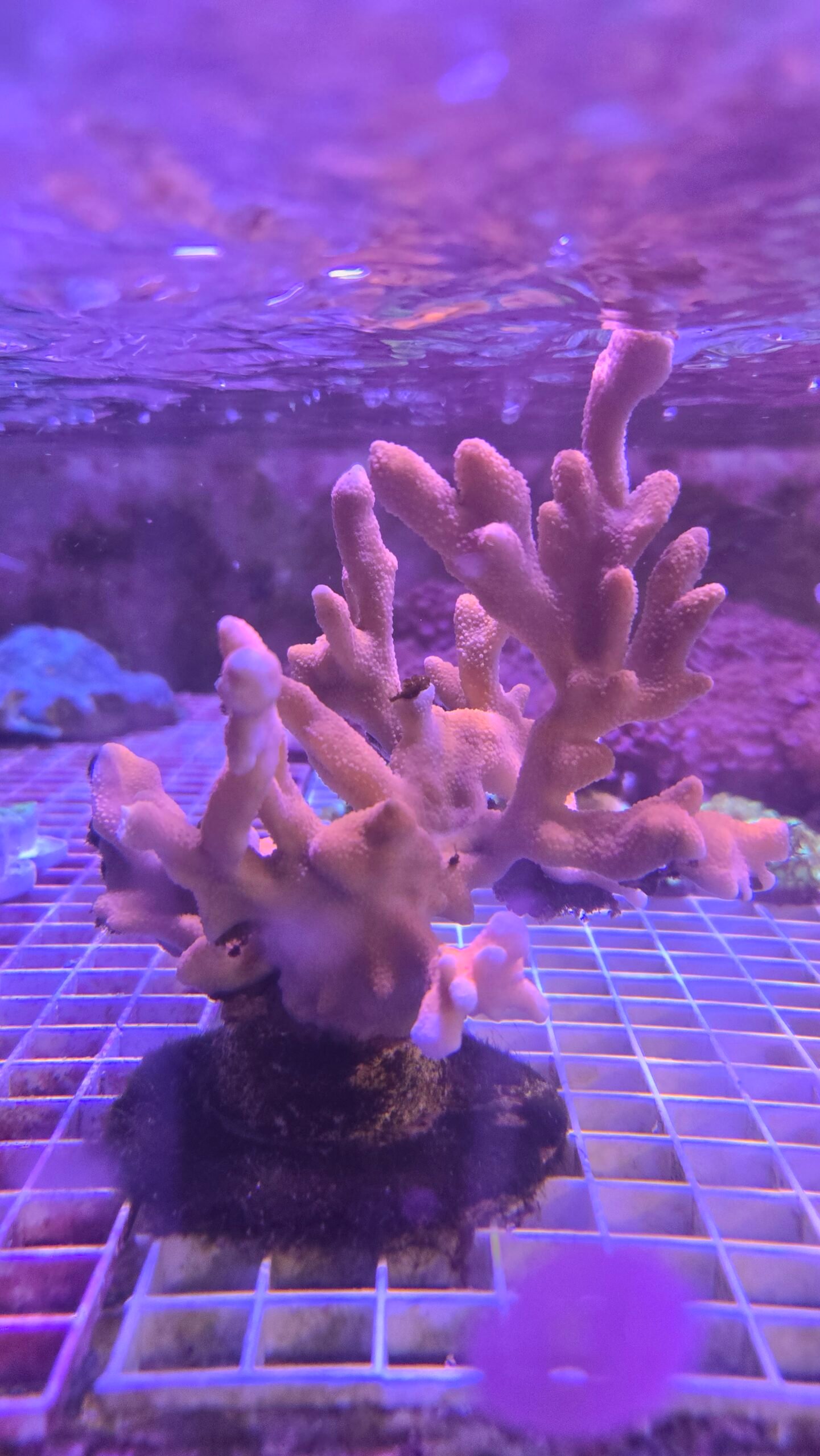 bright Pink Polyp Montipora Digitata