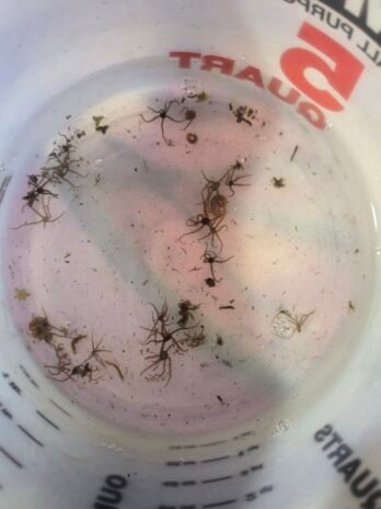 Micro Brittle Starfish