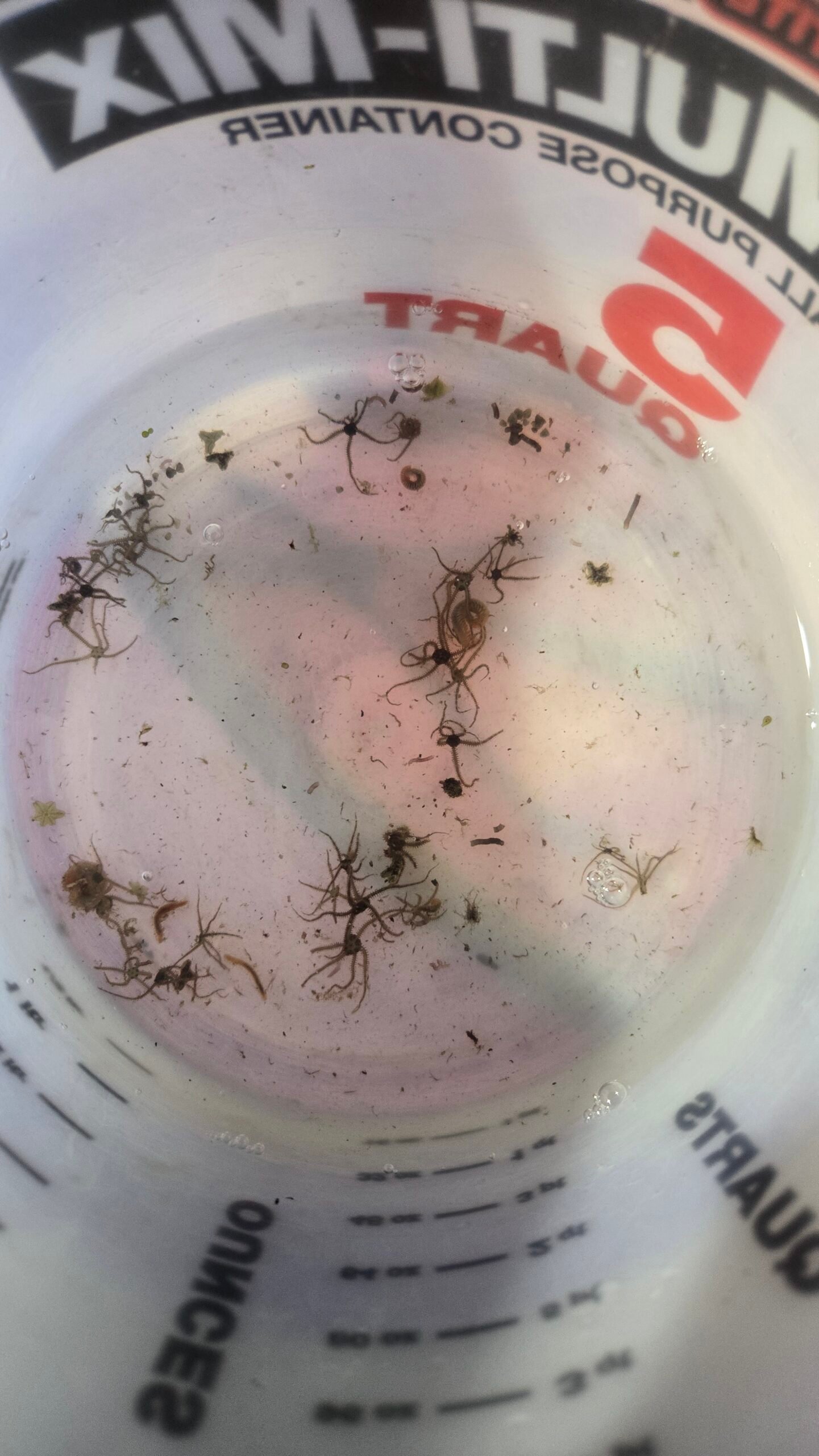 Micro Brittle Starfish