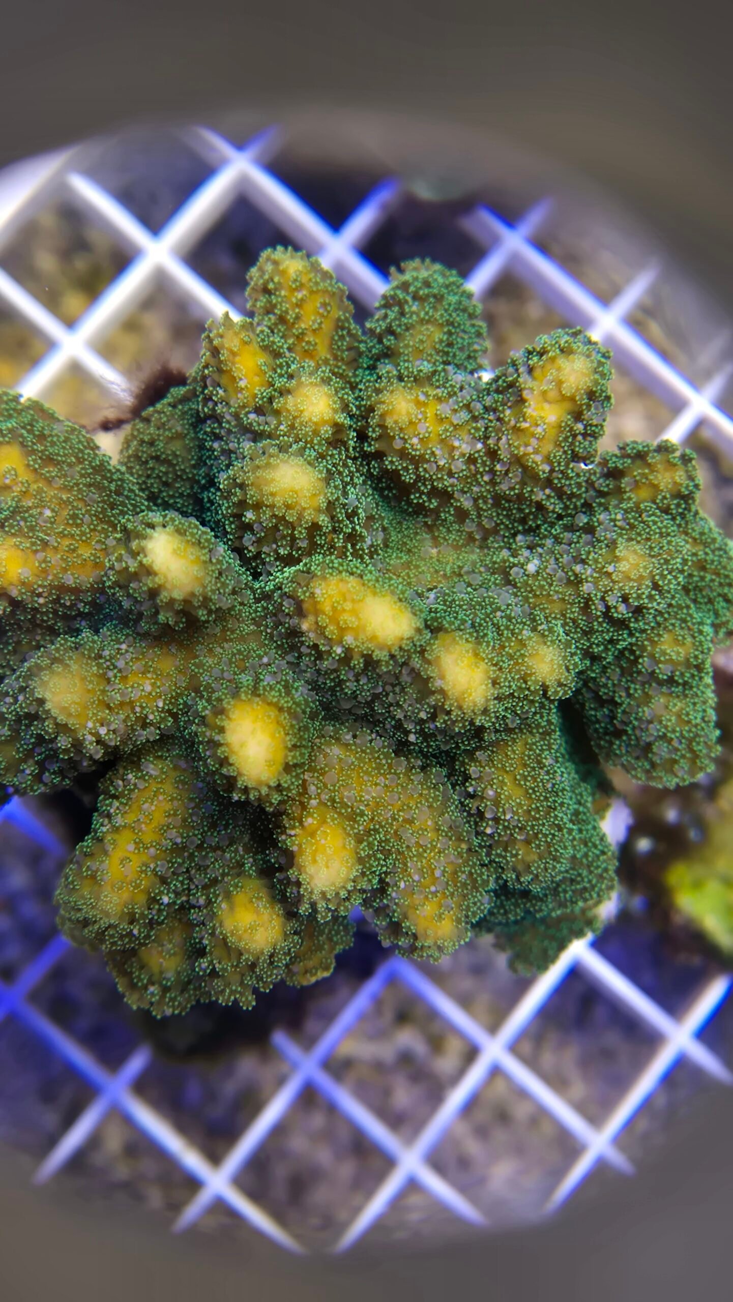 Green stylophora
