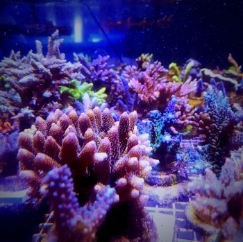 pack of Acropora frags