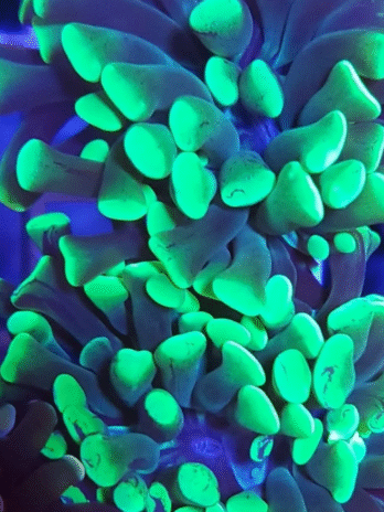 Bright Green Tip Hammer