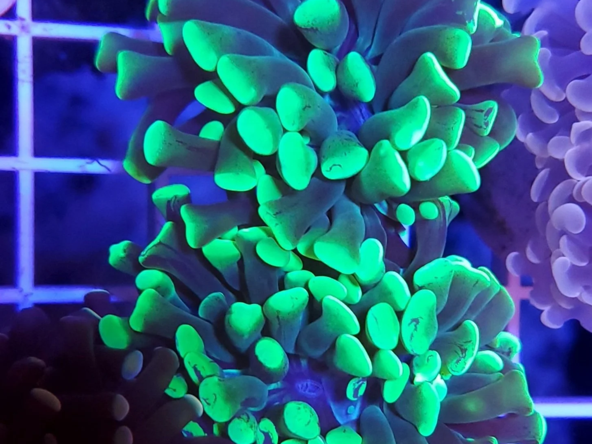 Bright Green Tip Hammer Coral