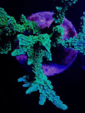 Forest Green Elkhorn Montipora