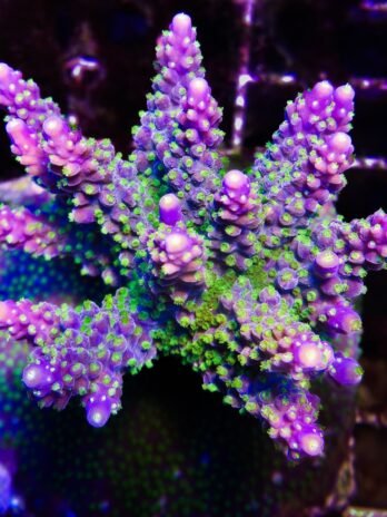 Garf Bonsai (Authentic)