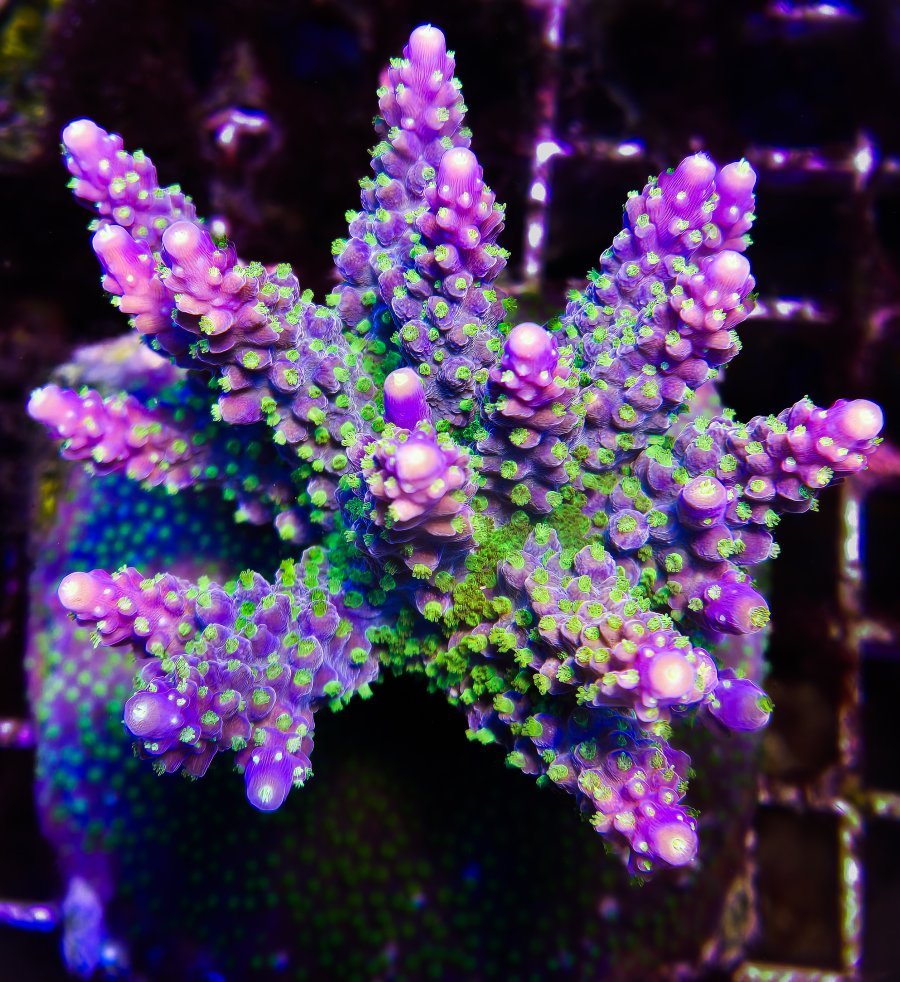 Garf Bonsai Acropora